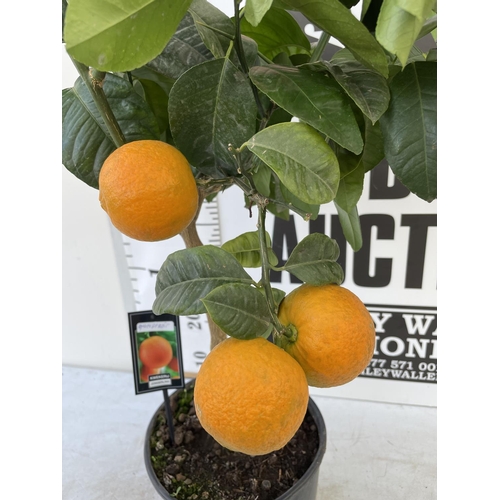 99 - ONE STANDARD GRAPEFRUIT TREE WITH FRUIT HEIGHT APPROX 100CM NO VAT