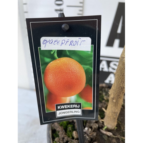 99 - ONE STANDARD GRAPEFRUIT TREE WITH FRUIT HEIGHT APPROX 100CM NO VAT