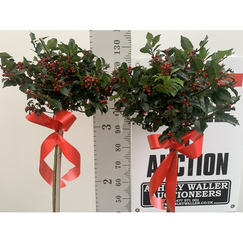 1 - TWO STANDARD ILEX MESERVEAE BLUE MAID HOLLY TREES WITH BERRIES IN 7.5 LTR POTS 150CM TALL + VAT TO B... 
