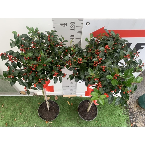 1 - TWO STANDARD ILEX MESERVEAE BLUE MAID HOLLY TREES WITH BERRIES IN 7.5 LTR POTS 150CM TALL + VAT TO B... 