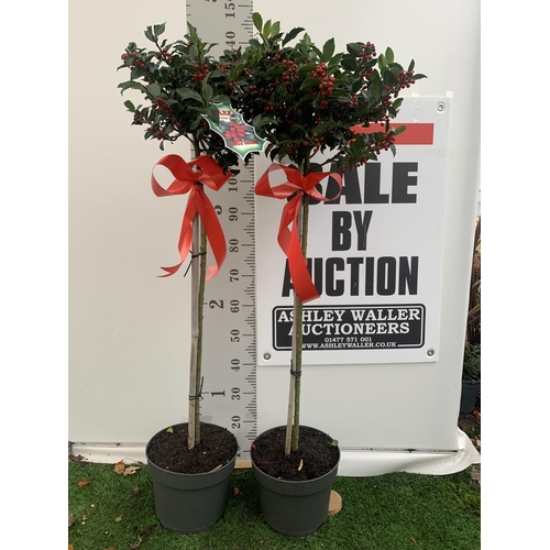 199 - TWO STANDARD ILEX MESERVEAE BLUE MAID HOLLY TREES WITH BERRIES IN 7.5 LTR POTS 150CM TALL + VAT TO B... 