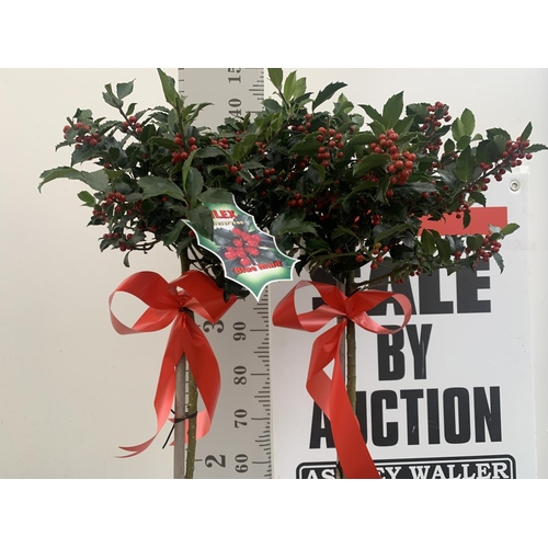 199 - TWO STANDARD ILEX MESERVEAE BLUE MAID HOLLY TREES WITH BERRIES IN 7.5 LTR POTS 150CM TALL + VAT TO B... 