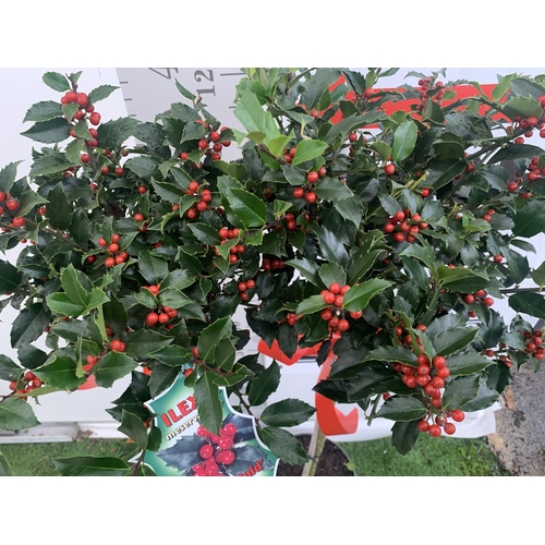 199 - TWO STANDARD ILEX MESERVEAE BLUE MAID HOLLY TREES WITH BERRIES IN 7.5 LTR POTS 150CM TALL + VAT TO B... 