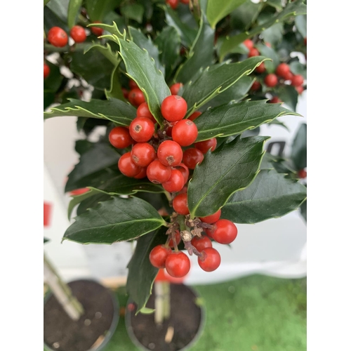 199 - TWO STANDARD ILEX MESERVEAE BLUE MAID HOLLY TREES WITH BERRIES IN 7.5 LTR POTS 150CM TALL + VAT TO B... 