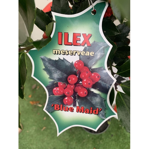 199 - TWO STANDARD ILEX MESERVEAE BLUE MAID HOLLY TREES WITH BERRIES IN 7.5 LTR POTS 150CM TALL + VAT TO B... 