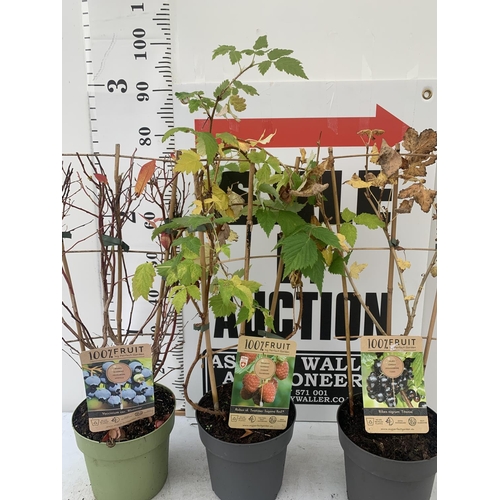 92 - THREE VARIOUS FRUIT BUSHES ON A TRELLIS IN FOUR LITRE POTS TO INCLUE A RASPBERRY, RED CURRANT AND BL... 