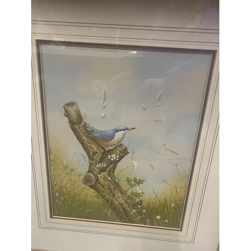 814 - DAVID ANDREWS (BRITISH 20TH/21ST CENTURY) RED BREASTED NUTHATCH, WATERCOLOUR, SIGNED LOWER LEFT, 35 ... 