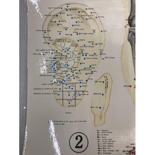 253 - A VINTAGE MEDICAL WALL CHART