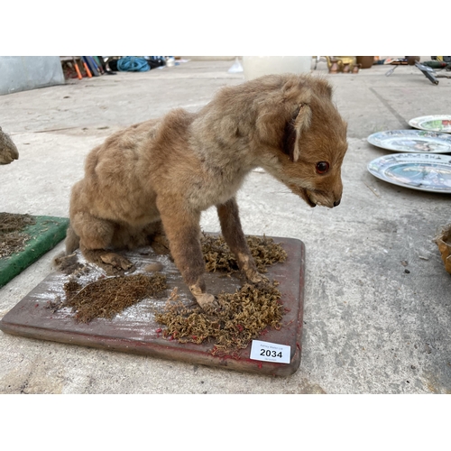 2034 - A VINTAGE TAXIDERMY FOX CUB ON A WOODEN PLINTH