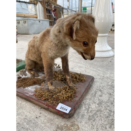 2034 - A VINTAGE TAXIDERMY FOX CUB ON A WOODEN PLINTH