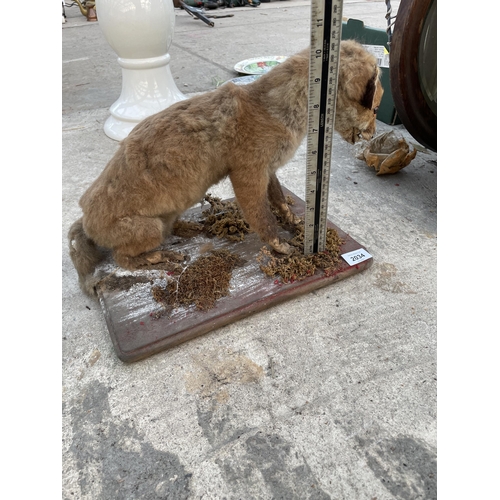 2034 - A VINTAGE TAXIDERMY FOX CUB ON A WOODEN PLINTH