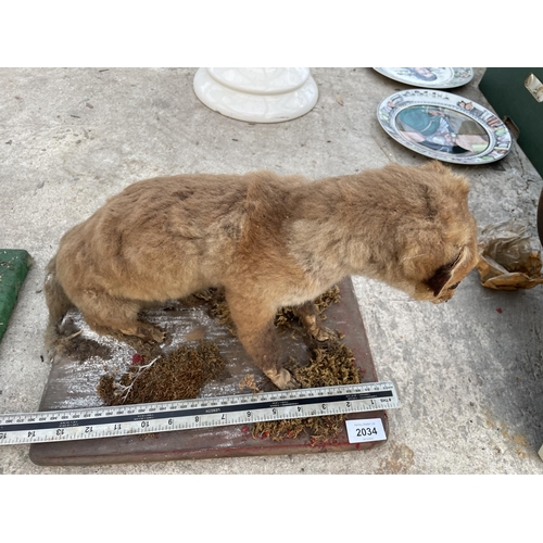 2034 - A VINTAGE TAXIDERMY FOX CUB ON A WOODEN PLINTH