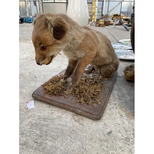 2034 - A VINTAGE TAXIDERMY FOX CUB ON A WOODEN PLINTH