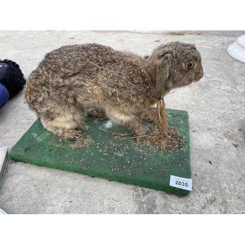 2035 - A VINTAGE TAXIDERMY RABBIT ON A WOODEN PLINTH