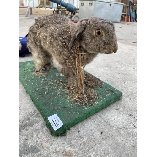 2035 - A VINTAGE TAXIDERMY RABBIT ON A WOODEN PLINTH