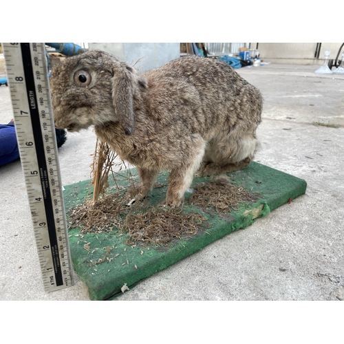 2035 - A VINTAGE TAXIDERMY RABBIT ON A WOODEN PLINTH