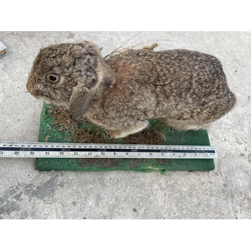 2035 - A VINTAGE TAXIDERMY RABBIT ON A WOODEN PLINTH