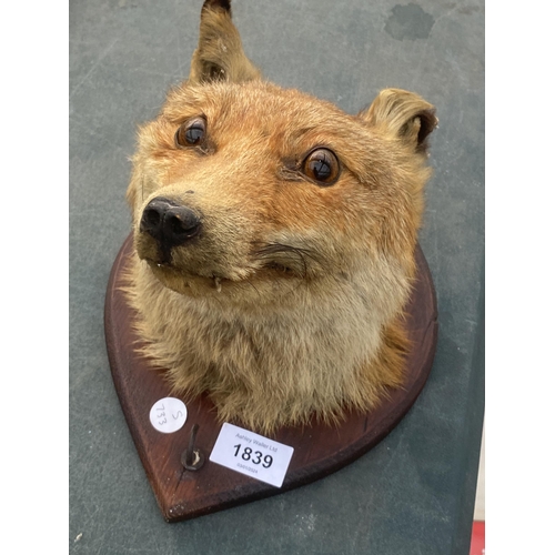 1839 - A VINTAGE TAXIDERMY FOX HEAD ON A WOODEN PLINTH