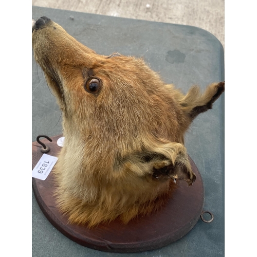 1839 - A VINTAGE TAXIDERMY FOX HEAD ON A WOODEN PLINTH