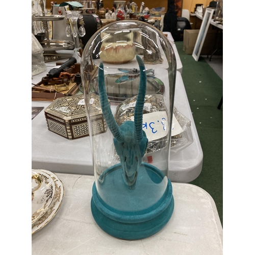 180 - A TURQUOISE ANIMAL SKULL IN A GLASS DOME