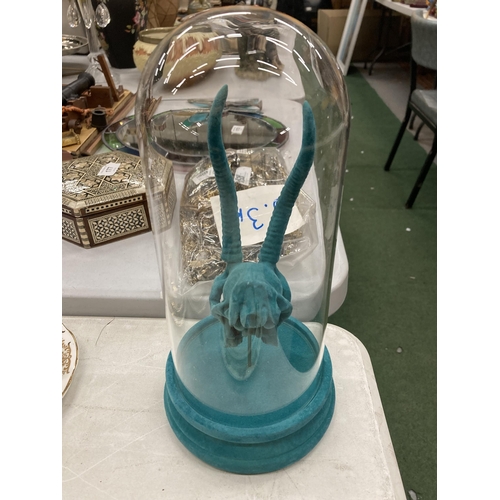 180 - A TURQUOISE ANIMAL SKULL IN A GLASS DOME