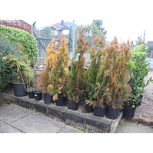 111 - 60 VARIOUS PLANTS  + VAT