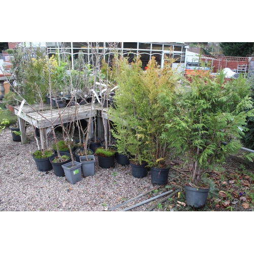 111 - 60 VARIOUS PLANTS  + VAT