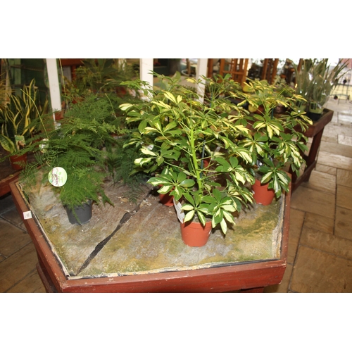 161 - TABLE WITH VARIOUS PLANTS  + VAT