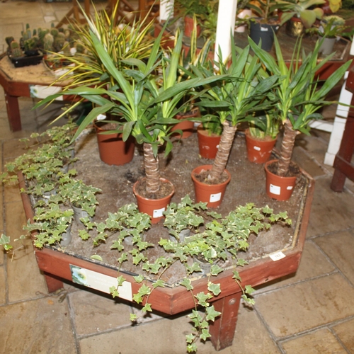162 - TABLE WITH VARIOUS PLANTS  + VAT