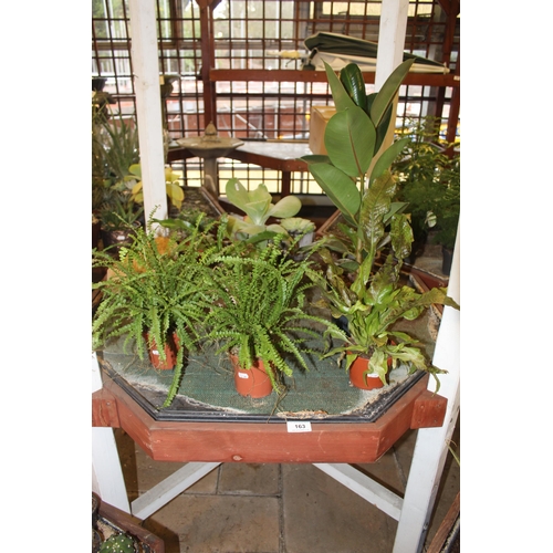 163 - TABLE WITH VARIOUS PLANTS WITH CANOPY  + VAT