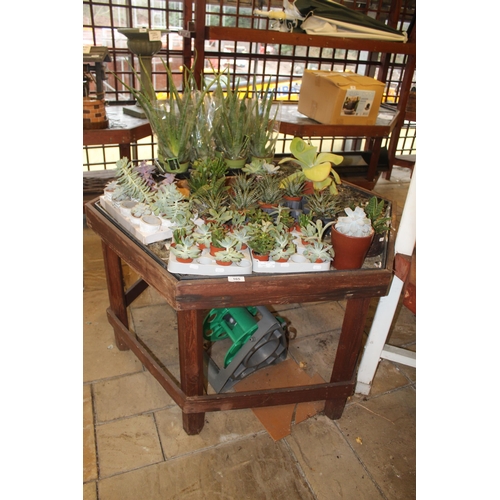 165 - TABLE WITH VARIOUS PLANTS  + VAT