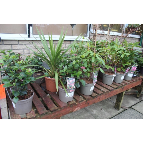 17 - 19 VARIOUS SHRUBS AND 11 SEMPS ( BENCH NOT INCLUDED) + VAT