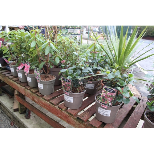 17 - 19 VARIOUS SHRUBS AND 11 SEMPS ( BENCH NOT INCLUDED) + VAT