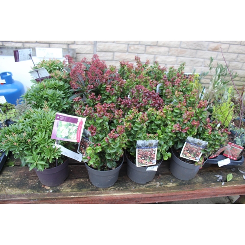 18 - 16 VARIOUS SHRUBS AND 2 TRAYS OF SHRUBS ( BENCH NOT INCLUDED)  + VAT