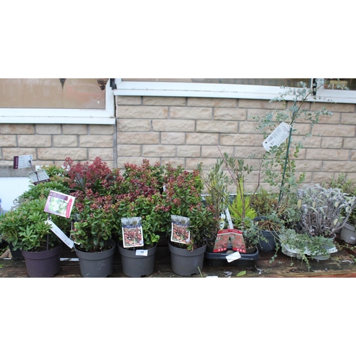 18 - 16 VARIOUS SHRUBS AND 2 TRAYS OF SHRUBS ( BENCH NOT INCLUDED)  + VAT