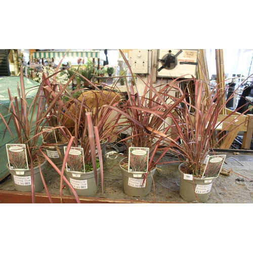 181 - 8 PHORMIUM  + VAT