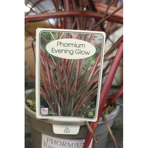 181 - 8 PHORMIUM  + VAT