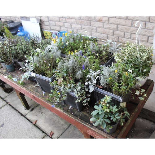 19 - VARIETY OF SHRUBS TO INCLUDE 5 POTTED AND 1 BASKET  ( BENCH NOT INCLUDED) + VAT