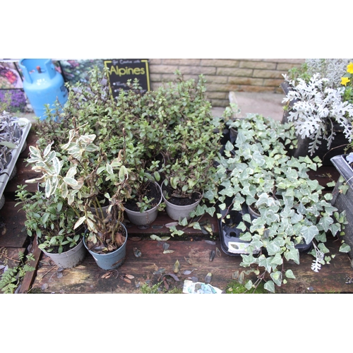 19 - VARIETY OF SHRUBS TO INCLUDE 5 POTTED AND 1 BASKET  ( BENCH NOT INCLUDED) + VAT