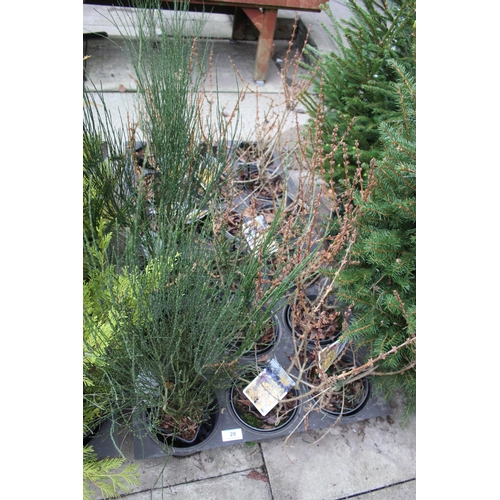 28 - 19 MIXED SHRUBS TO INCLUDE 2 PLANTED CHRISTMAS TREES  + VAT