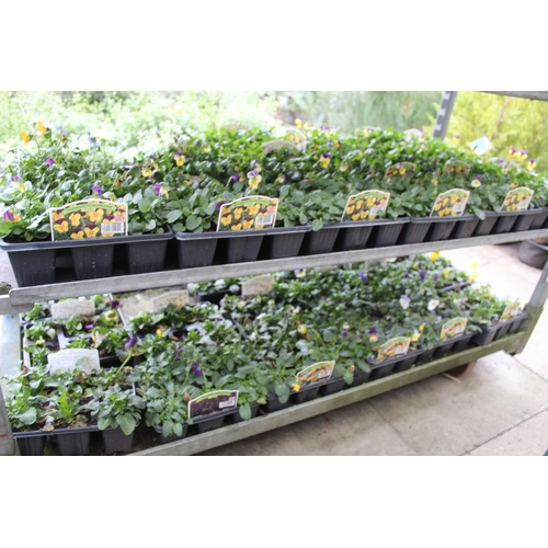 29 - 1 TROLLEY OF VARIOUS BEDDING PLANTS (TROLLEY NOT INCLUDED)  + VAT