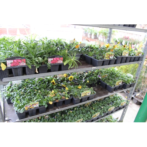 29 - 1 TROLLEY OF VARIOUS BEDDING PLANTS (TROLLEY NOT INCLUDED)  + VAT