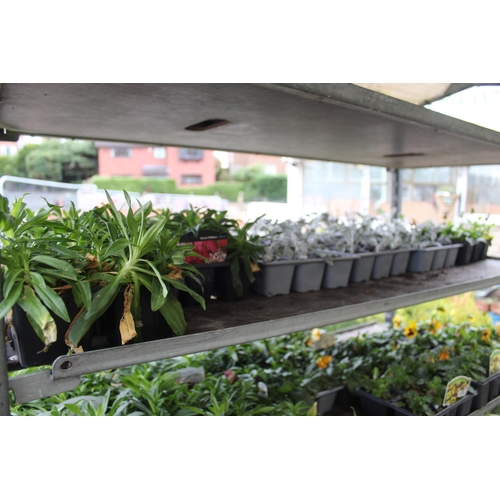 29 - 1 TROLLEY OF VARIOUS BEDDING PLANTS (TROLLEY NOT INCLUDED)  + VAT