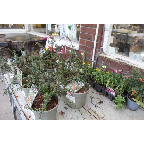 31 - 9 COTONEASTER , 2 HANGING BASKETS AND 3 TRAYS OF BEDDING  + VAT