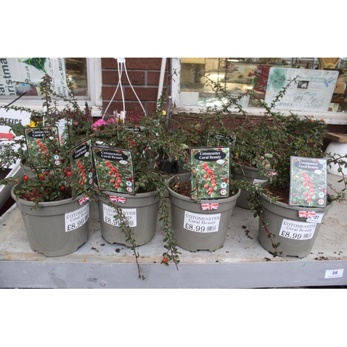 31 - 9 COTONEASTER , 2 HANGING BASKETS AND 3 TRAYS OF BEDDING  + VAT