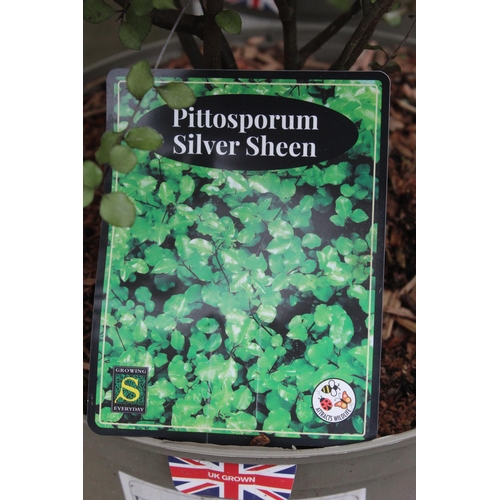 38 - 8 PITTOSPORUM  + VAT