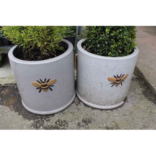 40 - 1 TWISTED BAY AND 1 CONIFER IN BEE POTS  + VAT