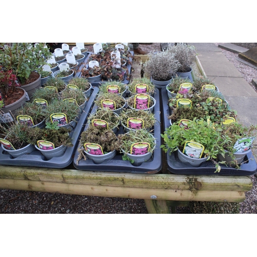 86 - 10 TRAYS AND 8 POTS OF VARIOUS PLANTS  + VAT