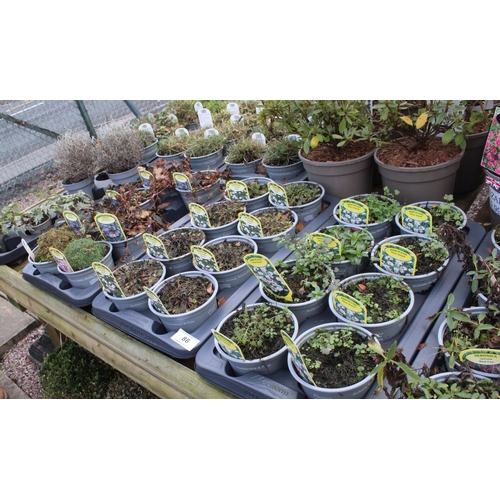 86 - 10 TRAYS AND 8 POTS OF VARIOUS PLANTS  + VAT