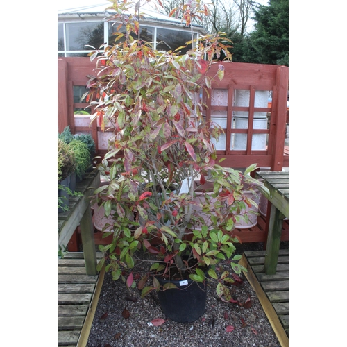 99 - 1 PHOTINIA  + VAT